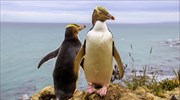 Οι πιγκουίνοι της Νέας Ζηλανδίας απειλούνται με εξαφάνιση