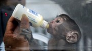 Νεογέννητη μαϊμού στην Κίνα