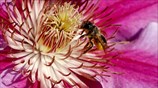 Μέλισσα στη Ζυρίχη 