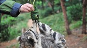 Ρακούν σε ζωολογικό κήπο της Κίνας