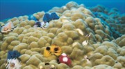Κοράλλια και ύφαλοι «κατακλύζουν» το Νέο Ψηφιακό Πλανητάριο