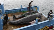 Ιαπωνία: Σκέψεις για νομοθεσία υπέρ της εμπορικής φαλαινοθηρίας