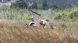 Σχινιάς: Πτώση ιδιωτικού ψεκαστικού ελικοπτέρου με δυο νεκρούς