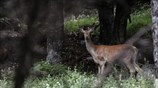 Στιγμιότυπο από την Πάρνηθα