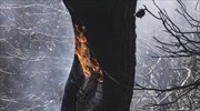 Πυρκαγιά στο Κρυονέρι Αττικής