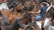 Κούρεμα άγριων αλόγων στη βορειοδυτική Ισπανία