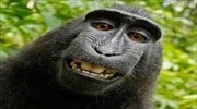Συνεχίζεται η δικαστική διαμάχη για τη μαϊμού που τράβηξε «selfie»