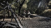 Δασική πυρκαγιά στην περιοχή του Δαφνίου