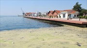 Επανεμφάνιση του φυτοπλαγκτόν στον Θερμαϊκό