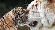 Υπό σοβαρή απειλή εξαφάνισης οι τελευταίες τίγρεις του κόσμου