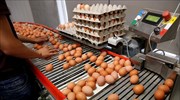 Γερμανία: 10,7 εκατ. τα μολυσμένα αβγά