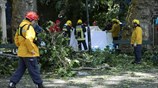 Νεκροί και τραυματίες από πτώση δέντρου στη Μαδέρα 