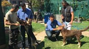 Πρόγραμμα υιοθεσίας αδέσποτων που τραυματίστηκαν στην πυρκαγιά της Αν. Αττικής