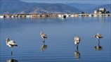 Φλαμίνγκο στο Ναύπλιο