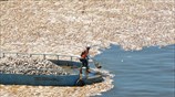 Χιλιάδες νεκρά ψάρια λόγω του καύσωνα την Ταϊβάν