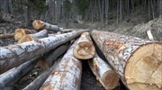 IBHS: Περαιτέρω μείωση της παραγωγικής επίδοσης στην ξυλεία