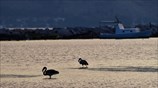 Φθινοπωρινή μετανάστευση