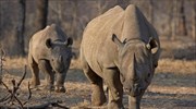Εμφύτευση τσιπ εντοπισμού στα κέρατα απειλουμένων μαύρων ρινόκερων