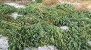 Εξαρθρώθηκε σπείρα διακίνησης κάνναβης