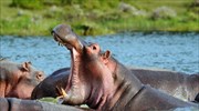Οι ιπποπόταμοι απειλούνται με εξαφάνιση καθώς τα δόντια τους υποκαθιστούν το ελεφαντόδοντο στη μαύρη αγορά