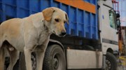 Αναζήτηση ελπίδας από «Τα αδέσποτα σκυλιά της Αθήνας»