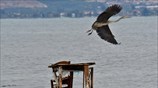 Σταχτοτσικνιάς στο Ναύπλιο
