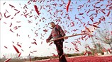 Καλλιεργώντας κόκκινες πιπεριές στην Κίνα