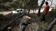 Υπεγράφη η απόφαση για την υλοτομία και διακίνηση των χριστουγεννιάτικων δενδρυλλίων