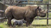 Αυστραλία: Γέννηση σπάνιου μαύρου ρινόκερου σε ζωολογικό κήπο