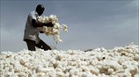Καλλιέργεια βαμβακιού στη Μπουρκίνα Φάσο
