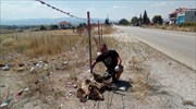Δύο νεκρές αρκούδες στην Εγνατία Οδό