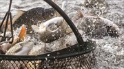 Πληθαίνουν οι υποστηρικτές της προστασίας των θαλασσών από την παράνομη αλιεία