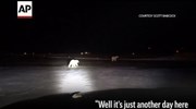 Αλάσκα: «Επίσκεψη» από πολικές αρκούδες στο βορειότερο αεροδρόμιο των ΗΠΑ