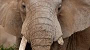 Κίνα: Κατάργηση του εμπορίου ελεφαντόδοντου