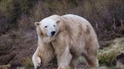 Σκωτία: Γέννηση πολικής αρκούδας μετά από 25 χρόνια
