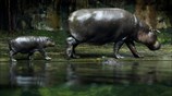 Πυγμαίος ιπποπόταμος στον ζωολογικό κήπο της Σιγκαπούρης