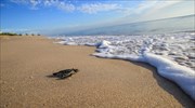 Η κλιματική αλλαγή καθιστά τις περισσότερες νέες θαλάσσιες χελώνες θηλυκές