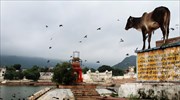 Ινδία: Αγελάδες καλούνται να φέρουν στον «ίσιο δρόμο» τους κρατουμένους