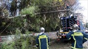 Πυροσβεστική: Κλήσεις για κοπές δέντρων λόγω ανέμων