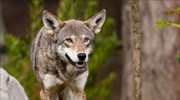 Βέλγιο: Θέαση λύκου μετά από έναν αιώνα