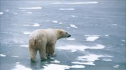 Οι πολικές αρκούδες ίσως εξαφανιστούν νωρίτερα από ό,τι εκτιμούσαν οι επιστήμονες