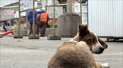 Τα εγκαταλελειμμένα σκυλιά του Τσερνόμπιλ επέζησαν και οι απόγονοί τους ζουν εκεί σήμερα