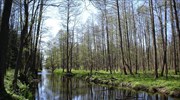 «Η Πολωνία παραβιάζει την ευρωπαϊκή νομοθεσία υλοτομώντας το δάσος της Μπιαλοβέζα»