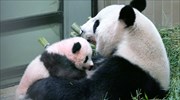 Κίνα: Καταφύγιο για Panda, διπλάσιο σε μέγεθος από τη Θεσσαλία