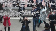 Ανθισμένες κερασιές στο Γουχάν
