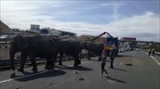 Ισπανία: Ελέφαντες βρέθηκαν να περιφέρονται σε αυτοκινητόδρομο