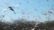 Σμήνη από ακρίδες απειλούν τις καλλιέργειες της δυτικής Λέσβου