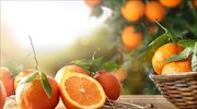 Ιταλία: Τα πορτοκάλια της μαφίας