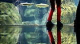 Επίσκεψη στο μεγαλύτερο ενυδρείο γλυκού νερού στην Ευρώπη
