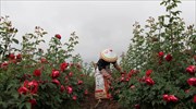 Μαζεύοντας τριαντάφυλλα στην Κίνα